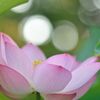 Lotus Blossom