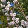 にらめっこ