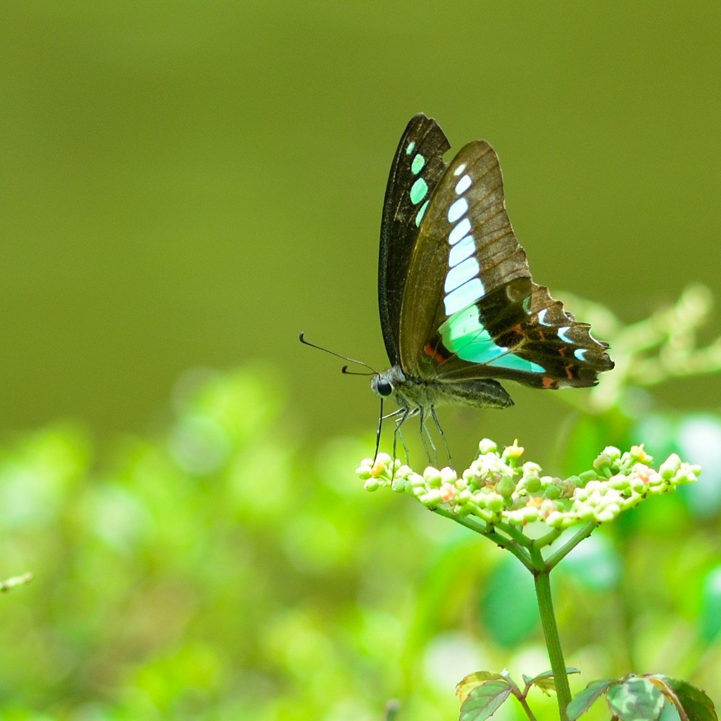 blue in green