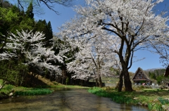 白川郷　桜2