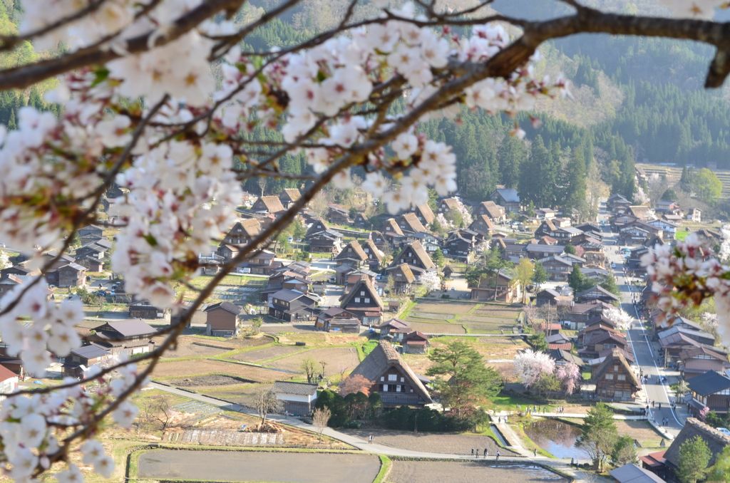 白川郷　桜5