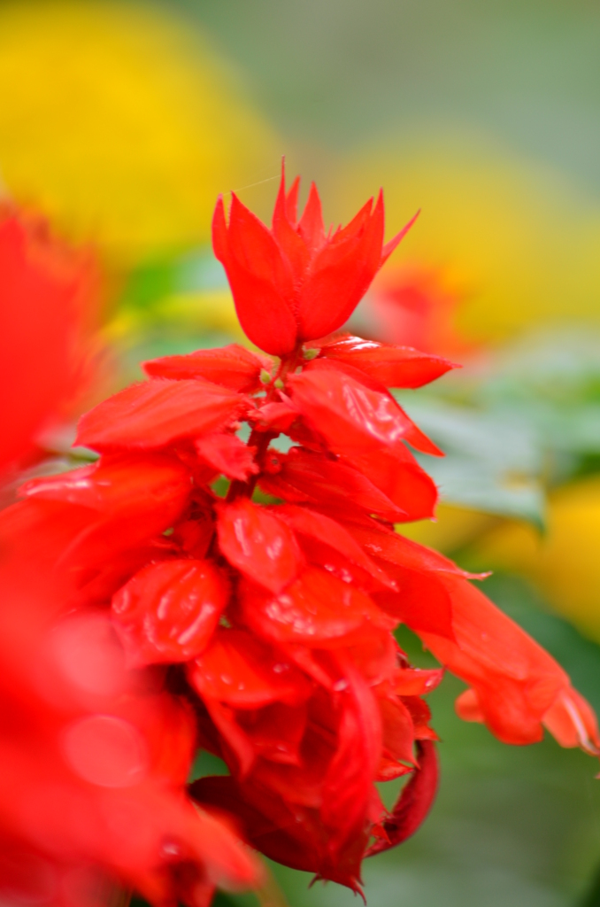 花⑤赤