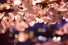 金沢の桜