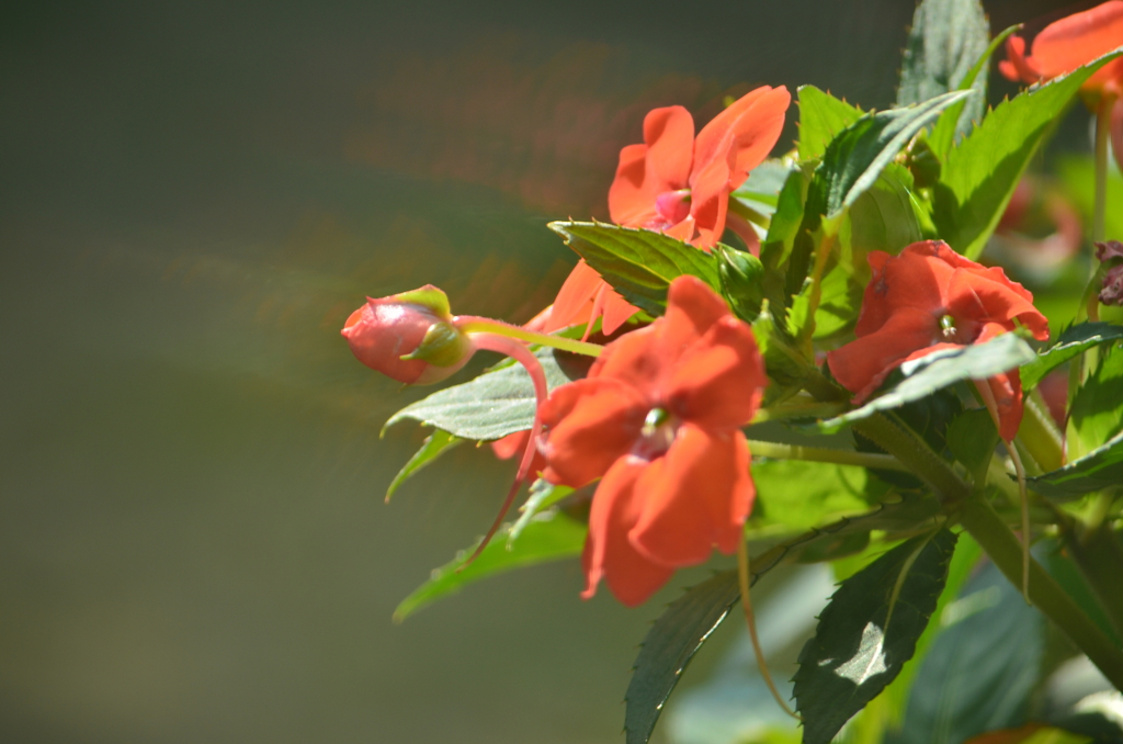 花⑫