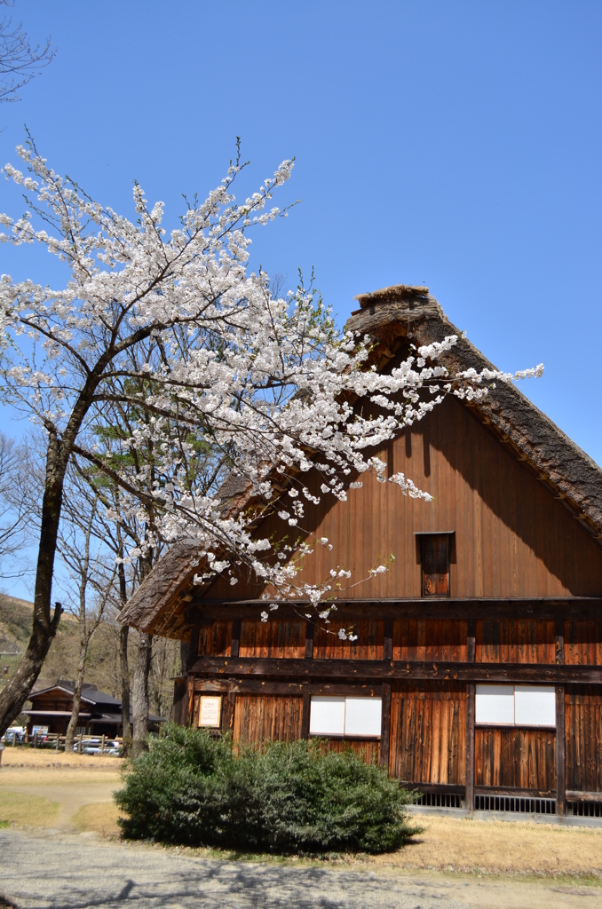 白川郷　桜