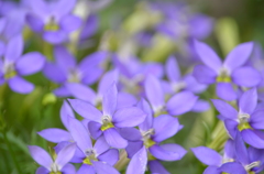 花②紫