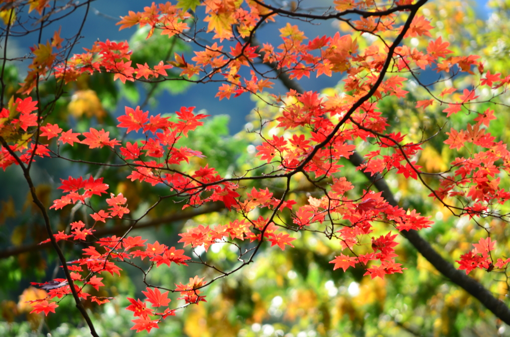 紅葉1