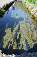 白川郷　魚