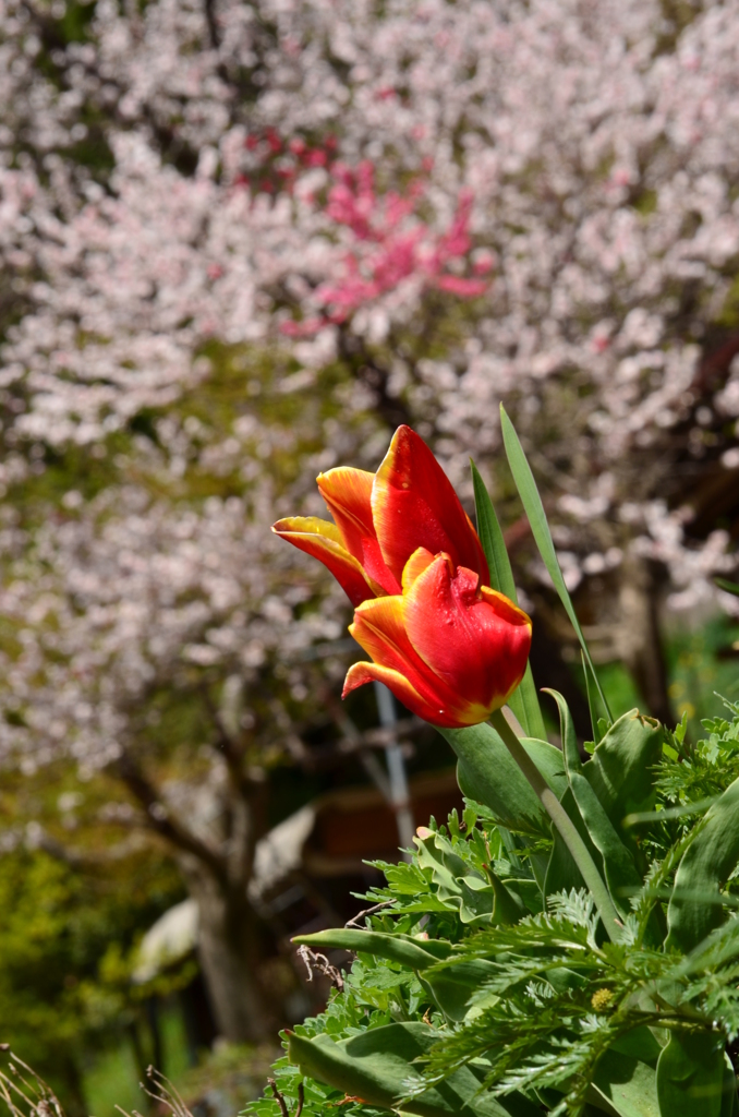 チロルの里に咲く花