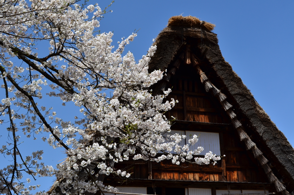 白川郷　桜3