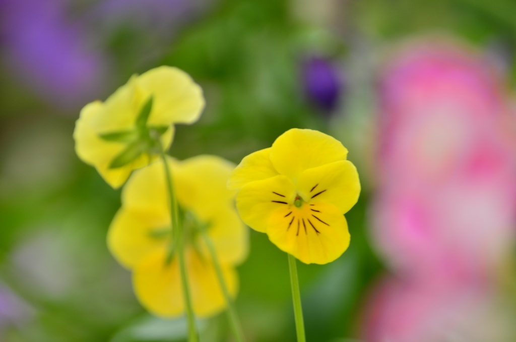 花③黄