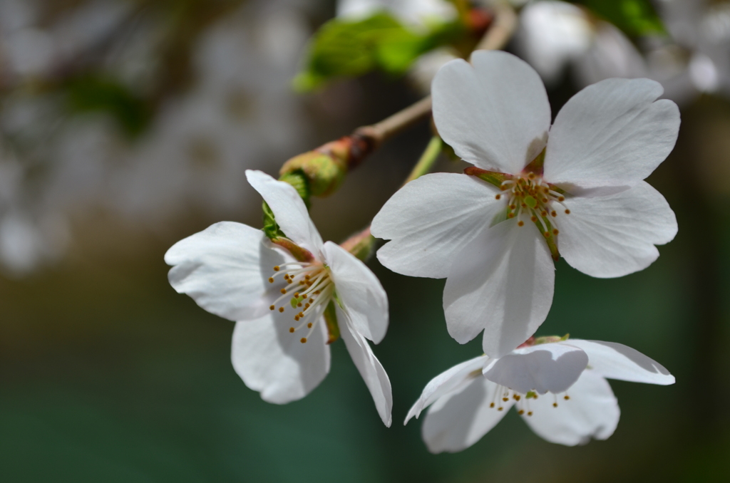 桜