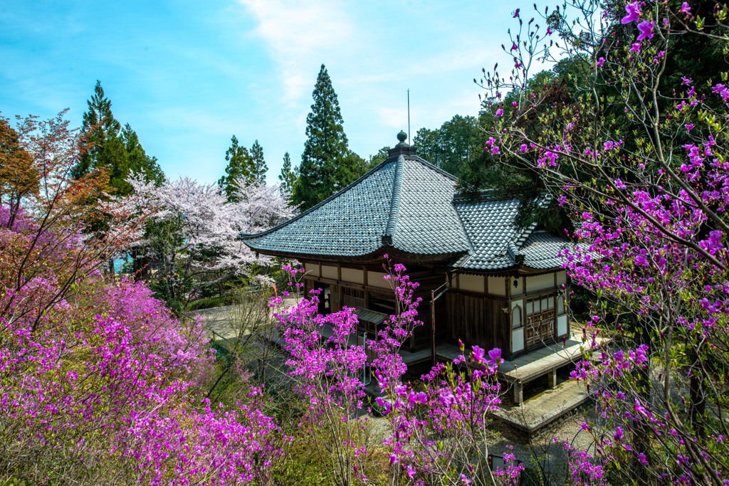 花寺　ミツバツツジ