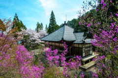 花寺　ミツバツツジ