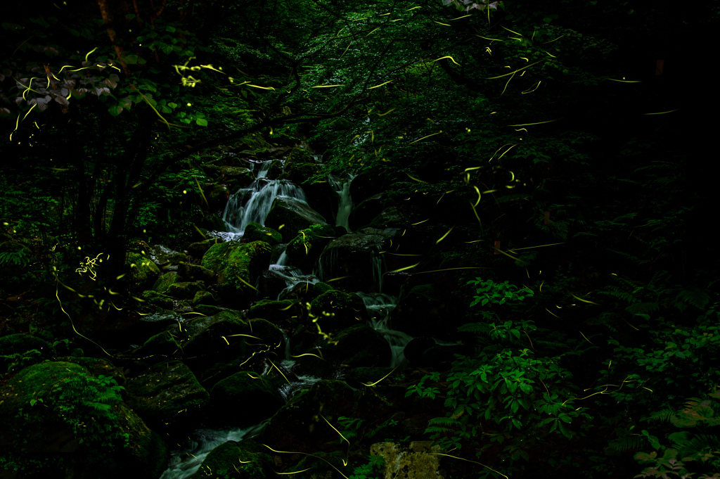 夕暮れに舞う　蛍