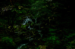 夕暮れに舞う　蛍