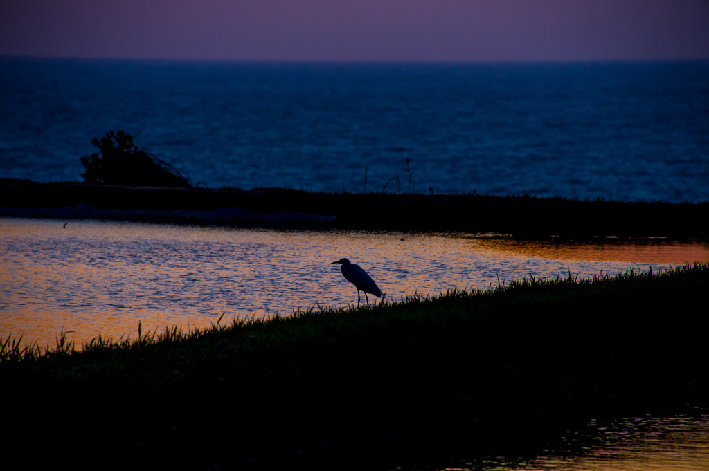 棚田に落つ　（サギ一羽）