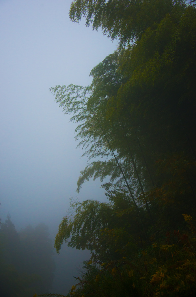 霧中の孟宗竹