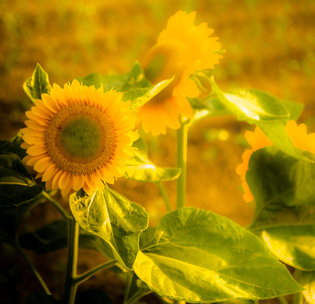 今年の私の初物