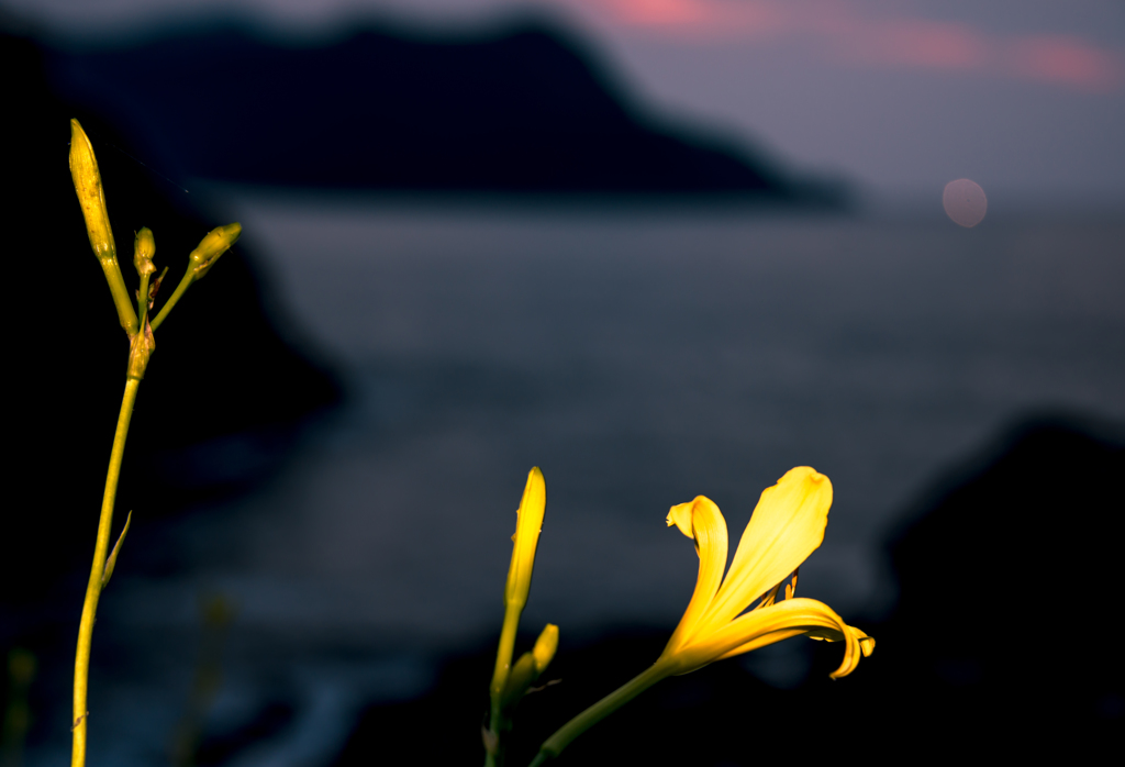 ゆうすげの咲く岬