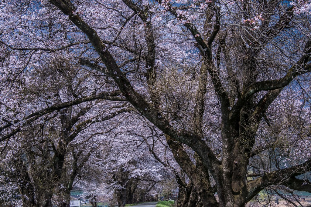 桜並木