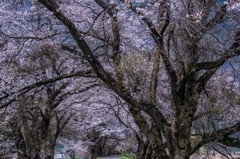 桜並木