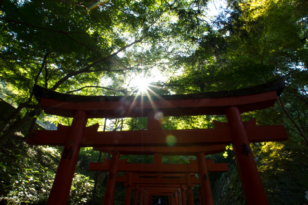 鳥居の、光沢