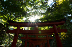 鳥居の、光沢