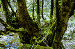 いにしえからの手紙