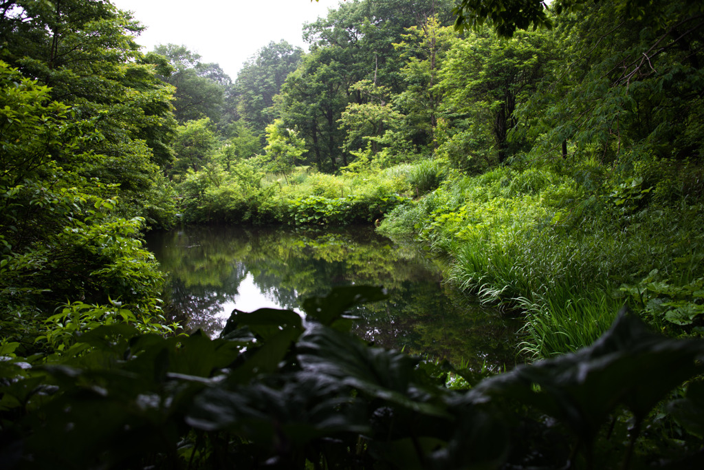 植物園の、梅雨間の一瞬の陽射し