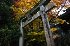 鳥居にも、秋が