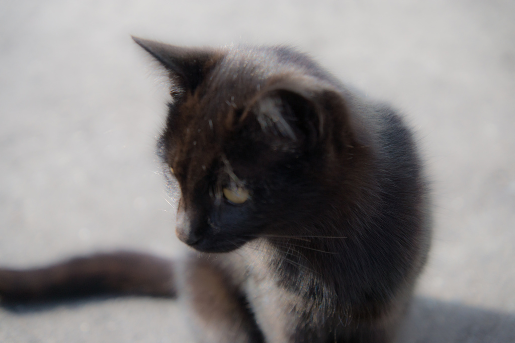 私んちの、小鉄君