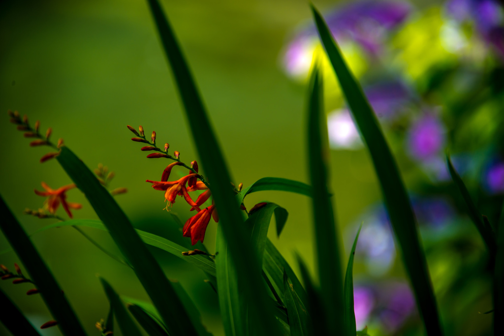 岬のヒオウギズイセン