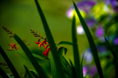 岬のヒオウギズイセン