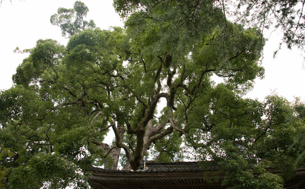 大乗寺