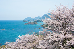 松島の桜