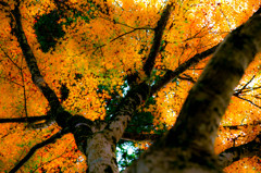 Soft-Leaf