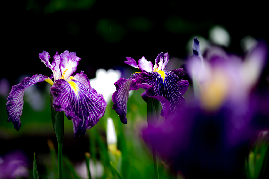 どちらが綺麗？