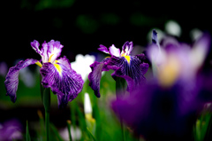 どちらが綺麗？