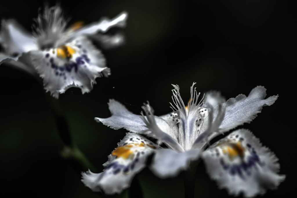 闇に浮かぶ　シャガ　