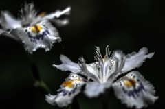 闇に浮かぶ　シャガ　