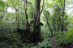 植物園の、梅雨間の一瞬の陽射し
