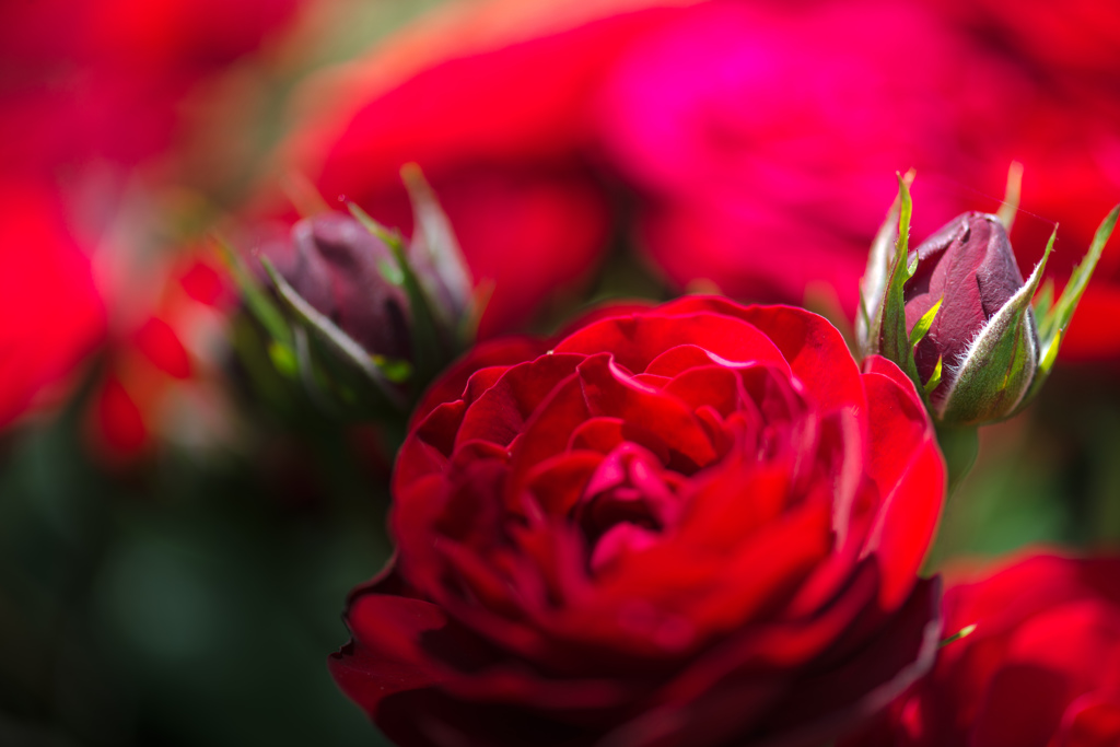 後ろにいますけど