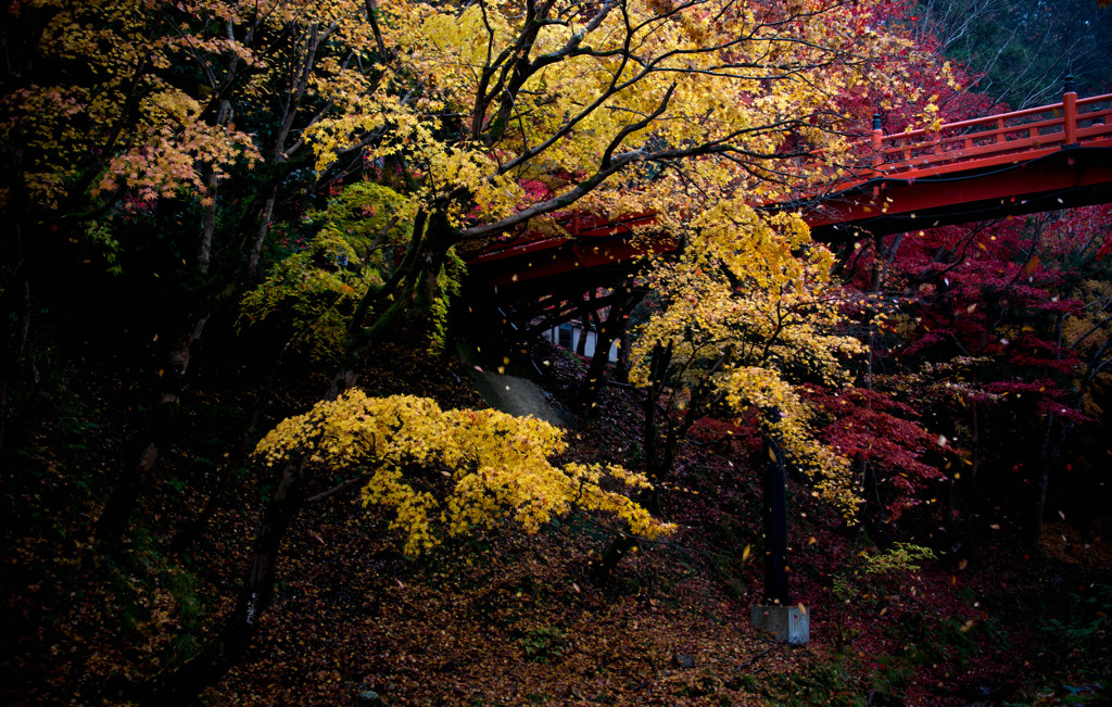 （神社篇）晩秋に吹く風に舞う