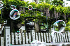 千年藤に浮かぶ