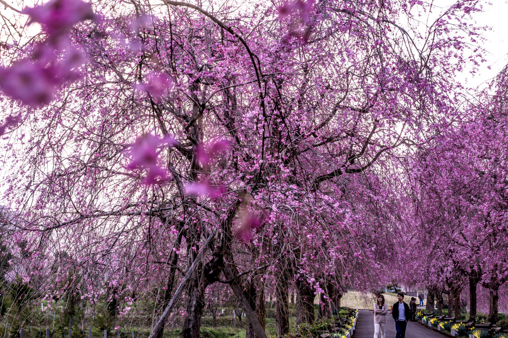 夜久野高原の枝垂れ