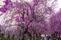 夜久野高原の枝垂れ