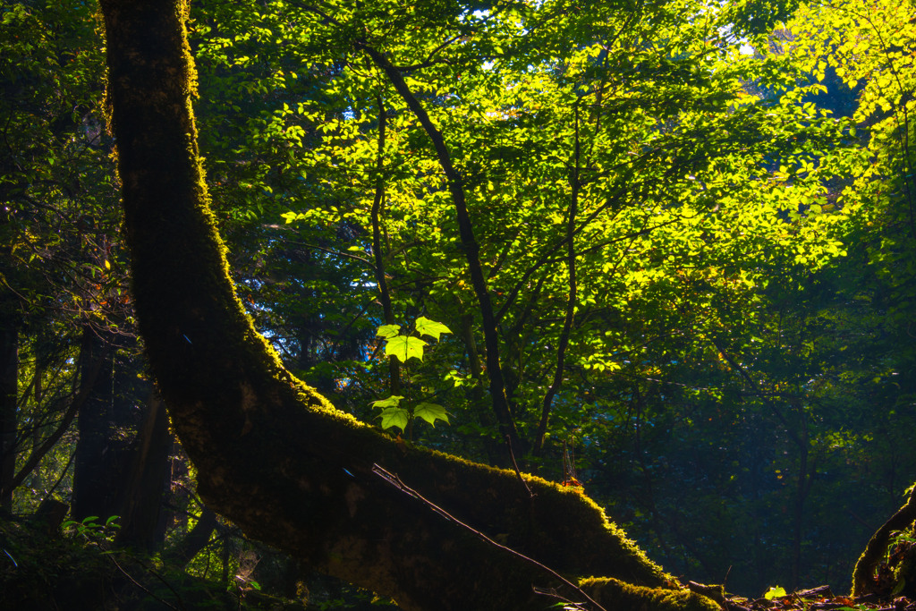 木霊の、宿る森