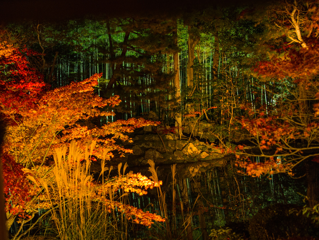 天授庵のライトアップ