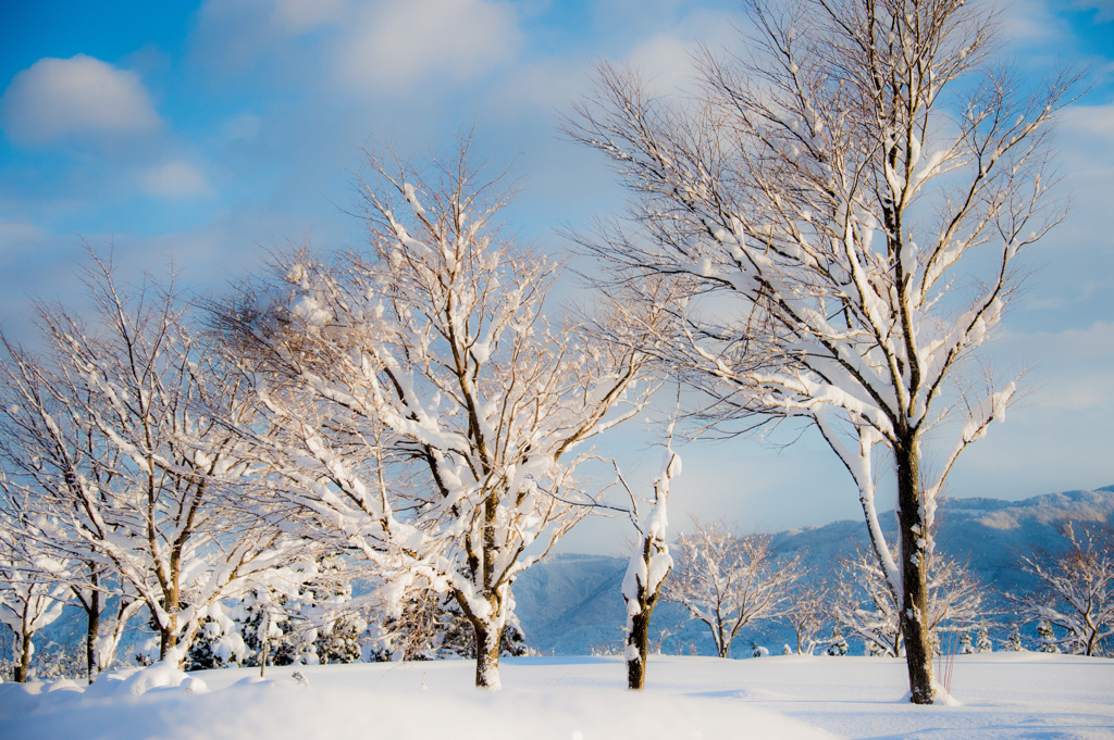 白い恋人シリーズ